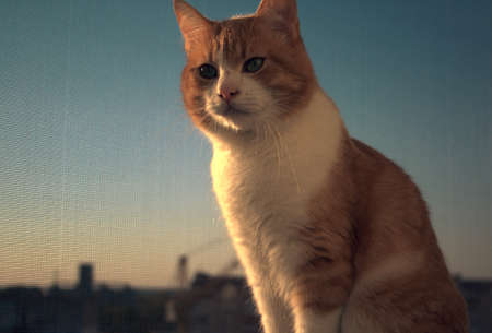 Ginger cat sits on the window, catches the suns raysの写真素材