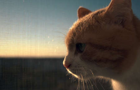 Ginger cat sits on the window, catches the suns raysの写真素材