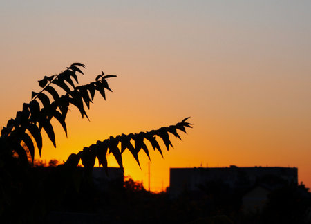 Orange sunset and palm leaves in the city.の写真素材