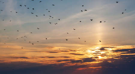 Flying pigeons on the sunset background.の写真素材