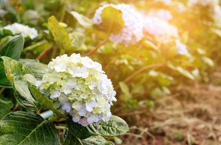 hydrangea flower in farm