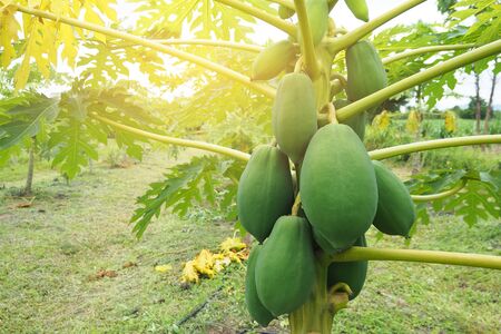 papaya tree with fruit in farmの写真素材