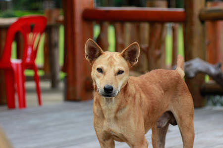 Close up view with Thai dog in home