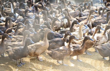 living ducks in animals farm of local agricultureの写真素材