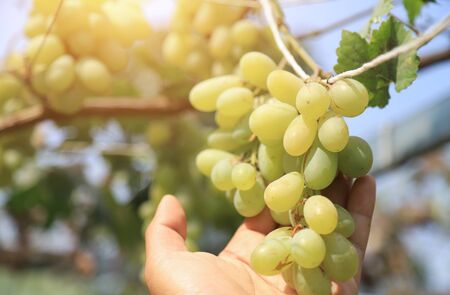 grape wire in organic fruit farmの写真素材
