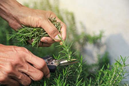 gardener hand cutting to pick rosemary leaf from local organic planting herb at home. for healthy...