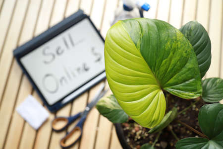 Homalomena rubescens variegated leaf on table with tool for making plant online selling in freetime at homeの写真素材