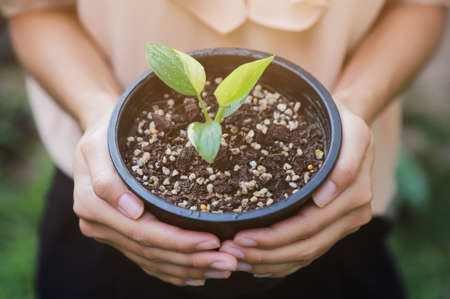 girl hand holding Homolomena Rebescens Variegated small tree in pot of local farm of plantの写真素材