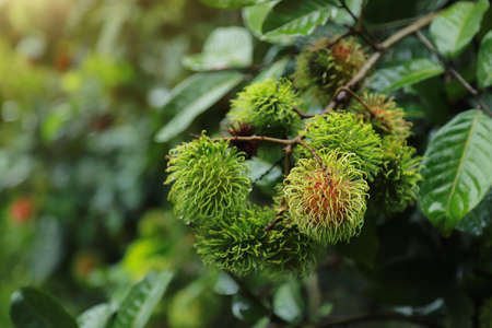 Organic rambutan from fresh juicy food of local fruit farm in tropical seasonの写真素材