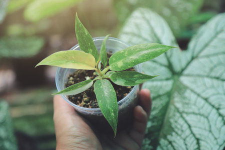 Farmer planter hand holding philodendron ring of fire planting in pot for growing in farm of local businessの写真素材