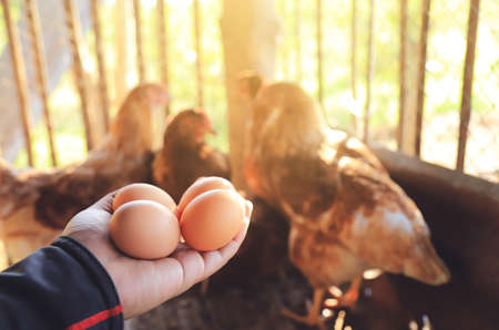 farmer hand hold organic egg in local agriculture farm. organical food for good living life.の写真素材