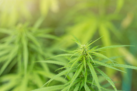 Growing up froming cannabis flower on tree in herbal farm for using as a health care plant in lifestyleの写真素材