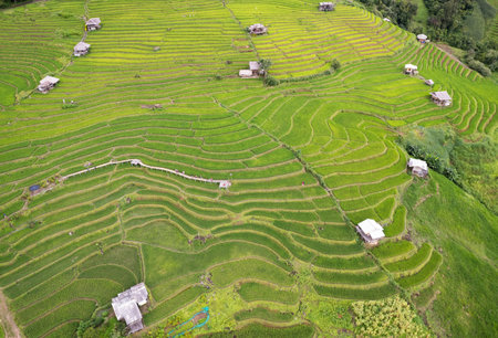 Paddy rice fields in shape of layer at Papongpaing, Chaingmai, Thailand. local organic natiral travel.の写真素材