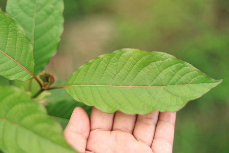 farmer hand checking Mitragyna leaf in organic farm for making herbal pill or good drinkの写真素材