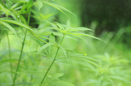 Snake on cannabis tree in local farm of organic herbal tree farmの写真素材