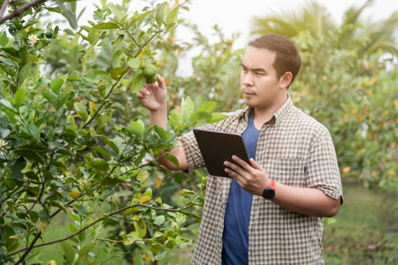Local Asian smart farmer using tablet for checking lime with confuse in organic farm for exporting...