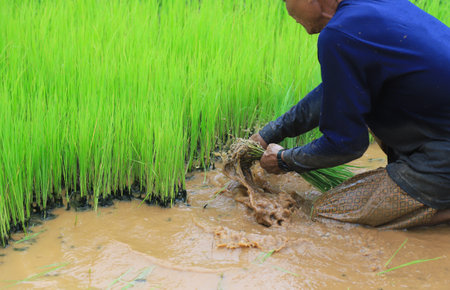 Thai farmer taking rice tree for preparing to plant in field of planting rice season of Thai style agricultureの写真素材