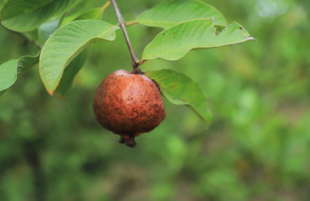 Bad guava on tree from long raining fall in season. nature agriculture in organic farm concept.の写真素材