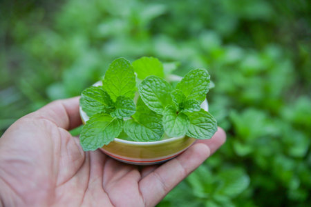 hand hold mint for collecting for use as a herb for healthy livingの写真素材