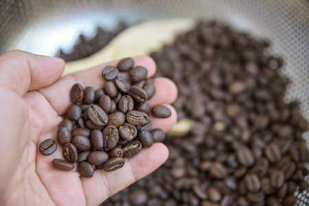 hand hold roasted coffee bean from fresh roasting in home cafe