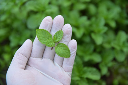 hand hold mint for collecting to test in using as a herb for healthy living lifeの写真素材