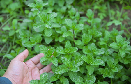 hand hold Cuban mint for collecting to test in using as a herb for healthy living lifeの写真素材