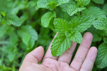 hand picking spearmint in herbal garden for use as a healthy eating foodの写真素材