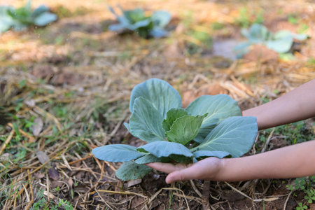 hand checking green cabbage  in organic farmの写真素材