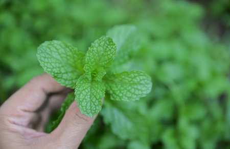 hand picking spearmint in herbal garden for use as a healthy eating foodの写真素材