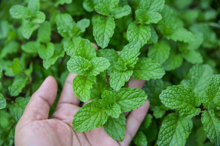 hand picking spearmint in herbal garden for use as a healthy eating foodの写真素材