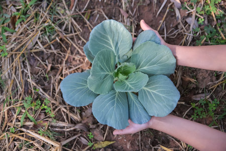 hand checking green cabbage  in organic farm