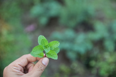 hand picking spearmint in herbal garden for use as a healthy eating foodの写真素材
