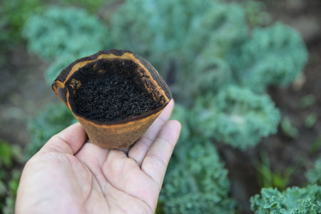 hand hold old coffee powder filter for  use as a fertilize to plantsの写真素材