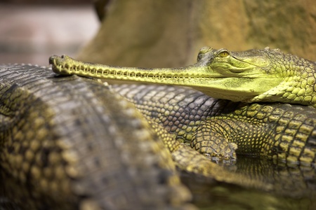 Long-nosed crocodile Gharialの写真素材