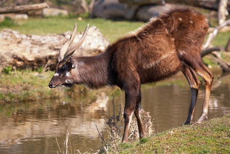 Antelope Sitatunga 