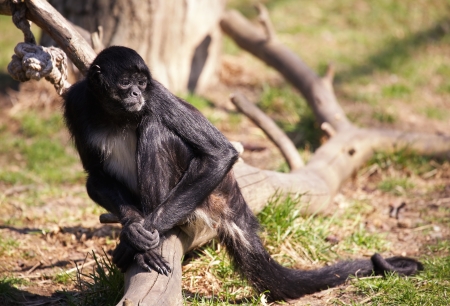 Black - handed Spider Monkey  Sort   Ateles geoffroyi  Horizontal position の写真素材