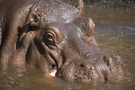 Hippopotamus  Hippopotamus amphibius  
