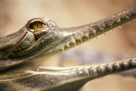 Gharial  Long-nosed crocodile  Sort   Gavialis gangeticus  Endangered species の写真素材