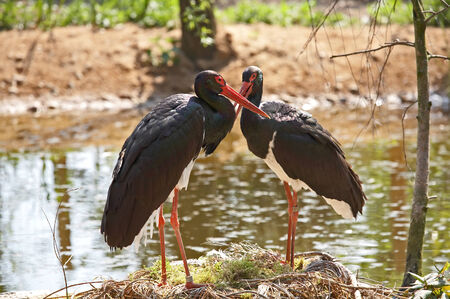Black stork  Sort   Ciconia nigraの写真素材