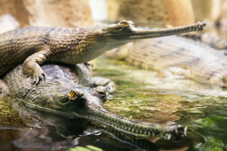 Long-nosed crocodile の写真素材