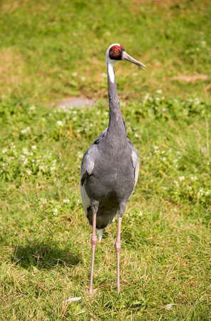 View of an endangered White-necked crane (Grus vipio).の写真素材
