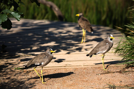 Wattled lapwing  Sort   Vanellus senegallus
