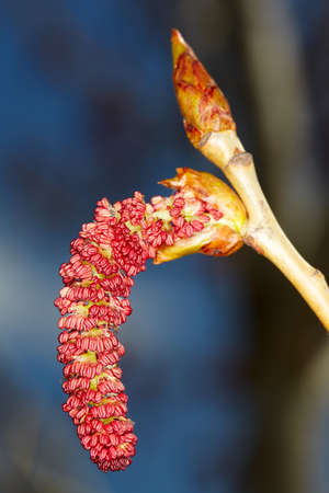 Catkins of red alder. Macro view.の写真素材