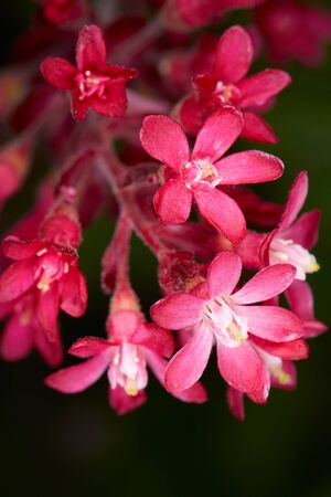 Bush with red flowers. Detailed view of the plant.の写真素材