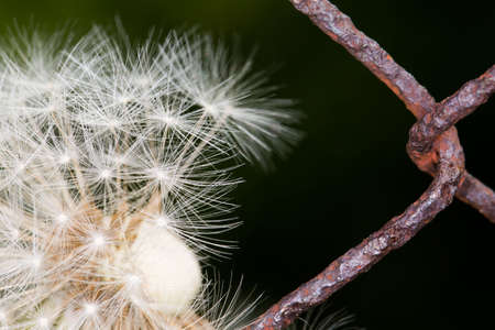 Withered dandelion on a wire fence.の写真素材