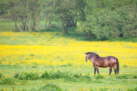 Brown horse on a spring meadow.の写真素材