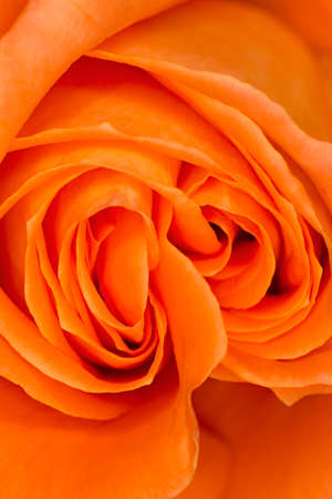 Orange rose.