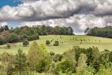 Black cows on a autumn meadow.の写真素材