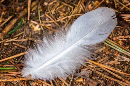 White feather lying on the needles.の写真素材