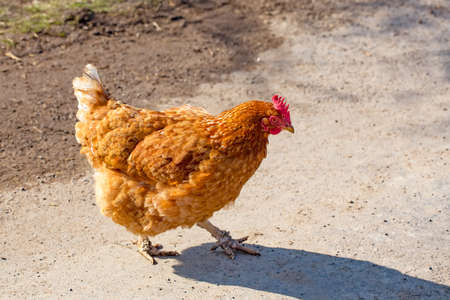 Brown chicken on the farm yard.の写真素材